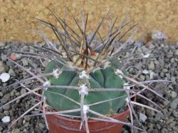 Gymnocalycium armatum LH 1431 Pajcho Centro, Tarija, pot 7 cm - 12405857