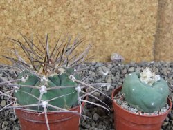 Gymnocalycium armatum LH 1431 Pajcho Centro, Tarija, pot 7 cm - 12405859