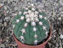 Gymnocalycium spegazzinii unguispinum SL 44b, pot 5,5 cm - 12405860