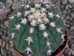 Gymnocalycium spegazzinii unguispinum SL 44b, pot 5,5 cm - 12405861