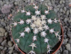 Gymnocalycium spegazzinii unguispinum SL 44b, pot 5,5 cm - 12405862
