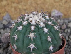 Gymnocalycium spegazzinii unguispinum SL 44b, pot 5,5 cm - 12405863