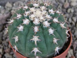 Gymnocalycium spegazzinii unguispinum SL 44b, pot 5,5 cm - 12405865