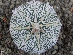 Astrophytum Super Kabuto pot 5,5 cm - 12405866