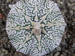 Astrophytum Super Kabuto pot 5,5 cm - 12405869