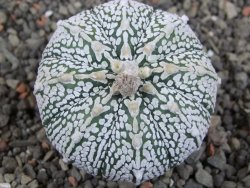 Astrophytum Super Kabuto pot 5,5 cm - 12405870