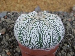 Astrophytum Super Kabuto pot 5,5 cm - 12405871