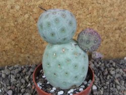 Tephrocactus geometricus pot 6,5 cm - 12405875