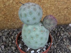 Tephrocactus geometricus pot 6,5 cm - 12405876