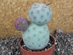 Tephrocactus geometricus pot 6,5 cm