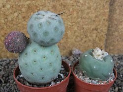 Tephrocactus geometricus pot 6,5 cm - 12405878