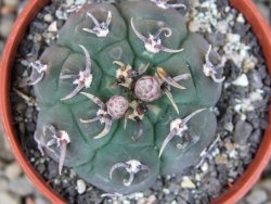 Gymnocalycium vatteri unguispinum, pot 5,5 cm - 12405889