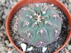 Gymnocalycium vatteri unguispinum, pot 5,5 cm - 12405894