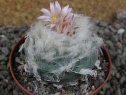 Lophophora viridescens pot 7 cm - 12405905