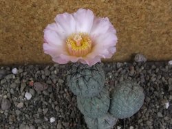 Tephrocactus geometricus Semenáč pot 5,5 cm - 12405912