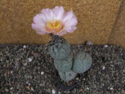 Tephrocactus geometricus Semenáč pot 5,5 cm - 12405913