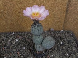 Tephrocactus geometricus Semenáč pot 5,5 cm - 12405914