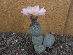 Tephrocactus geometricus Semenáč pot 5,5 cm - 12405915