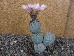 Tephrocactus geometricus Semenáč pot 5,5 cm - 12405916