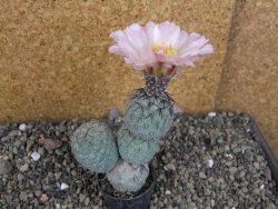 Tephrocactus geometricus Semenáč pot 5,5 cm - 12405917