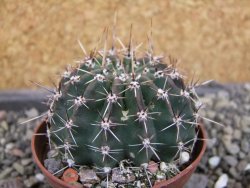 Echinopsis hybrid pot 7 cm - 12405925