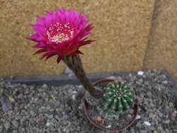 Echinopsis hybrid pot 7 cm - 12405934