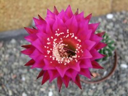 Echinopsis hybrid pot 7 cm