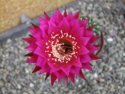 Echinopsis hybrid pot 7 cm - 12405936