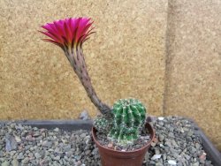 Echinopsis hybrid pot 7 cm - 12405937