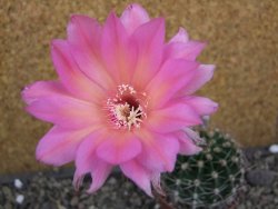 Echinopsis hybrid pot 7 cm