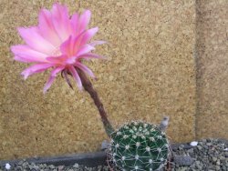 Echinopsis hybrid pot 7 cm - 12405939