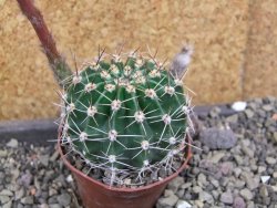 Echinopsis hybrid pot 7 cm - 12405940
