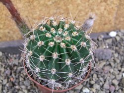 Echinopsis hybrid pot 7 cm - 12405941