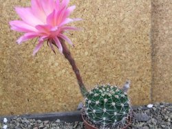 Echinopsis hybrid pot 7 cm - 12405942