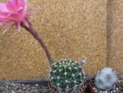 Echinopsis hybrid pot 7 cm - 12405943