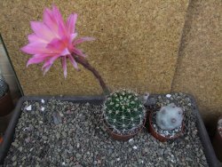 Echinopsis hybrid pot 7 cm - 12405944