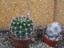 Echinopsis hybrid pot 7 cm - 12405945
