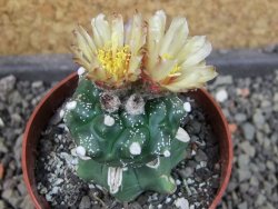 Astrophytum asterias kiko nudum, pot 6,5 cm Roubovaný