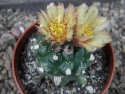 Astrophytum asterias kiko nudum, pot 6,5 cm Roubovaný - 12405947