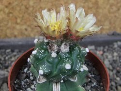 Astrophytum asterias kiko nudum, pot 6,5 cm Roubovaný - 12405948