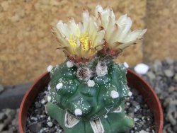 Astrophytum asterias kiko nudum, pot 6,5 cm Roubovaný - 12405949