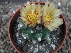 Astrophytum asterias kiko nudum, pot 6,5 cm Roubovaný - 12405950