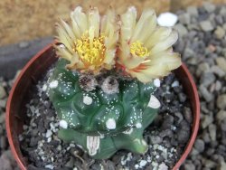 Astrophytum asterias kiko nudum, pot 6,5 cm Roubovaný - 12405951