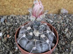 Gymnocalycium prochazkianum select, pot 6,5 cm - 12405956