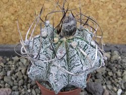 Astrophytum capricorne, pot 5,5 cm