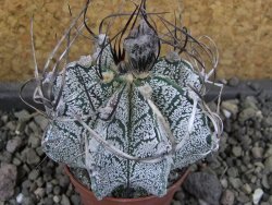 Astrophytum capricorne, pot 5,5 cm - 12405969