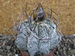 Astrophytum capricorne, pot 5,5 cm - 12405970
