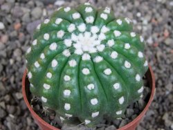 Notocactus uebelmannianus inermis pot 6,5 cm