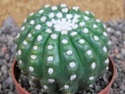 Notocactus uebelmannianus inermis pot 6,5 cm - 12405979