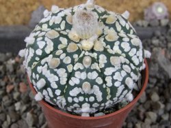 Astrophytum Super Kabuto pot 5,5 cm